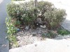 Bosquet autour d'arbre Marseille 13003